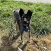 Griutza 2 Jahre 45 cm