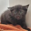 4 Katzenkinder