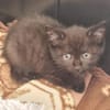 4 Katzenkinder