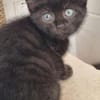 4 Katzenkinder