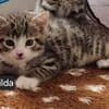 Katzenkind Mathilda