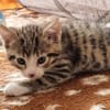 Katzenkind Mathilda