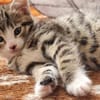 Katzenkind Mathilda
