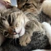Effi & Chris  doppelter Katzenzauber 😺