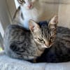 Effi & Chris  doppelter Katzenzauber 😺