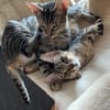 Effi & Chris  doppelter Katzenzauber 😺