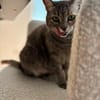 Bastet  selbstbewusste Katzendame