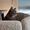 Bastet  selbstbewusste Katzendame