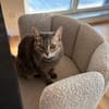 Bastet  selbstbewusste Katzendame