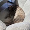 Bastet  selbstbewusste Katzendame