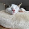 Nuri  verschmust und neugierig 😺