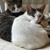 Nuri  verschmust und neugierig 😺