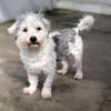 26 kleine Hunde