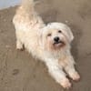26 kleine Hunde