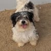 26 kleine Hunde