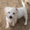 26 kleine Hunde