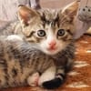 Katzenkind Mikesch