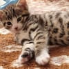 Katzenkind Mikesch