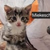 Katzenkind Mikesch