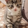 Katzenkind Mikesch