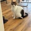 Nolly Katzendame sucht