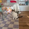 Nolly Katzendame sucht