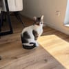 Nolly Katzendame sucht