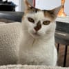 Sofi  Katzenschönheit sucht 🏠