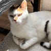 Sofi  Katzenschönheit sucht 🏠