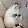 Sofi  Katzenschönheit sucht 🏠