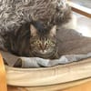 Mofli-Mäderl❤ sucht ihre Familie