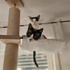 Cosmo und Henry in Pechbrunn (ALO)