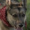 ITOYA -wünscht sich einen Hundekumpel-