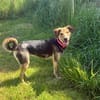 Sherry  wartet in 56379 Oberwies