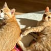 Findus & Pedro