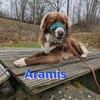 Aramis - lernwilliger Rüpel