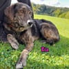 Ria geb. 07/2021 DRINGENDER NOTFALL! DE