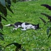 Kleiner Prinz Oreo