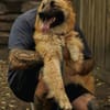 Ralf, ein treuer Begleiter