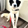 Nico - ein echter -one-man-dog-