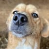 Dalia die feine liebe Maus