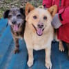 Uschi und Jack - Unzertrennlich