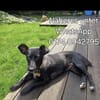 Celsea sucht ihr Kuschelkörbchen