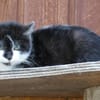 Katzenkind Lola