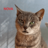 NOVA
