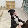 TINA  (Patas Jumila)