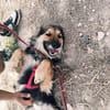 LUFY  (Patas Jumila)
