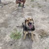 LUFY  (Patas Jumila)