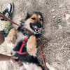 LUFY  (Patas Jumila)