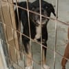 BLACKY (Maria)